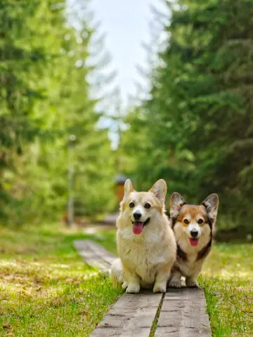 Bitsy ja Sora, Pembroke Welsh Corgi: #koirametsä