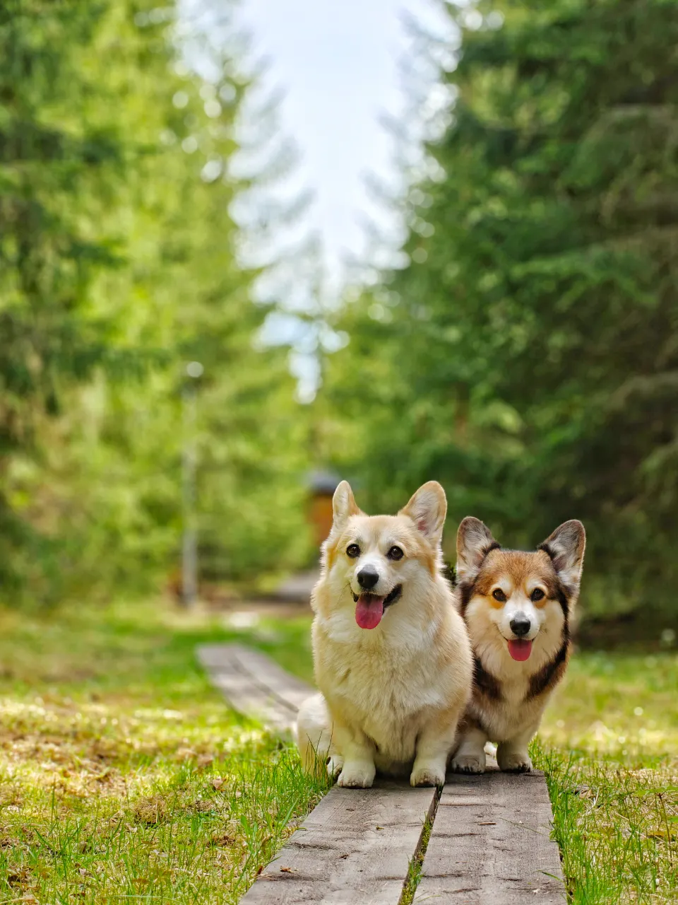 Bitsy ja Sora, Pembroke Welsh Corgi: #koirametsä