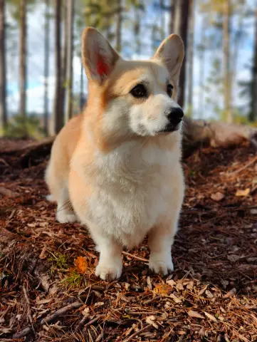 Sora, Welsh corgi pembroke: #koirametsä