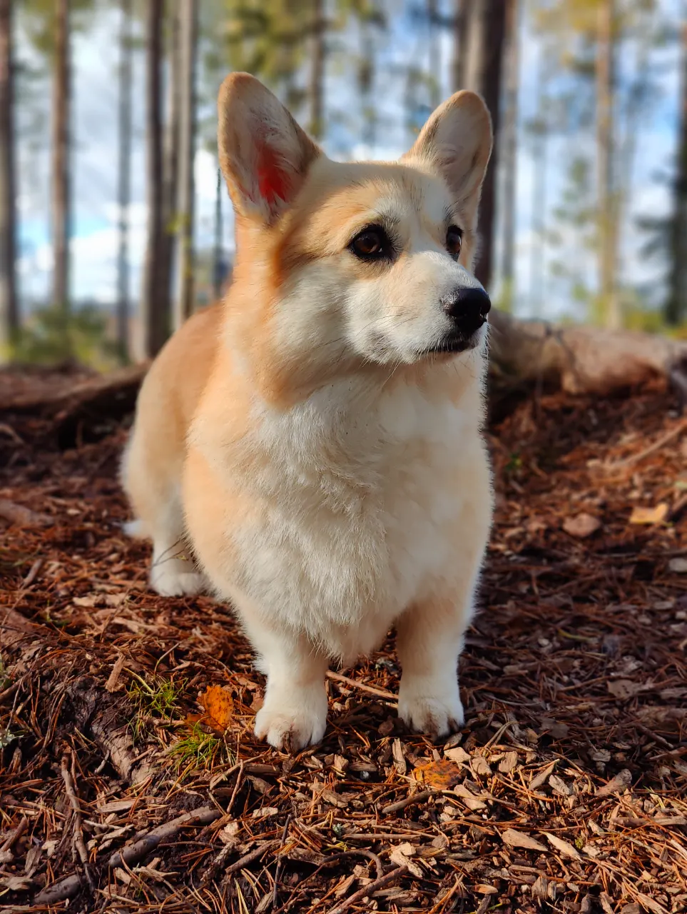Sora, Welsh corgi pembroke: #koirametsä