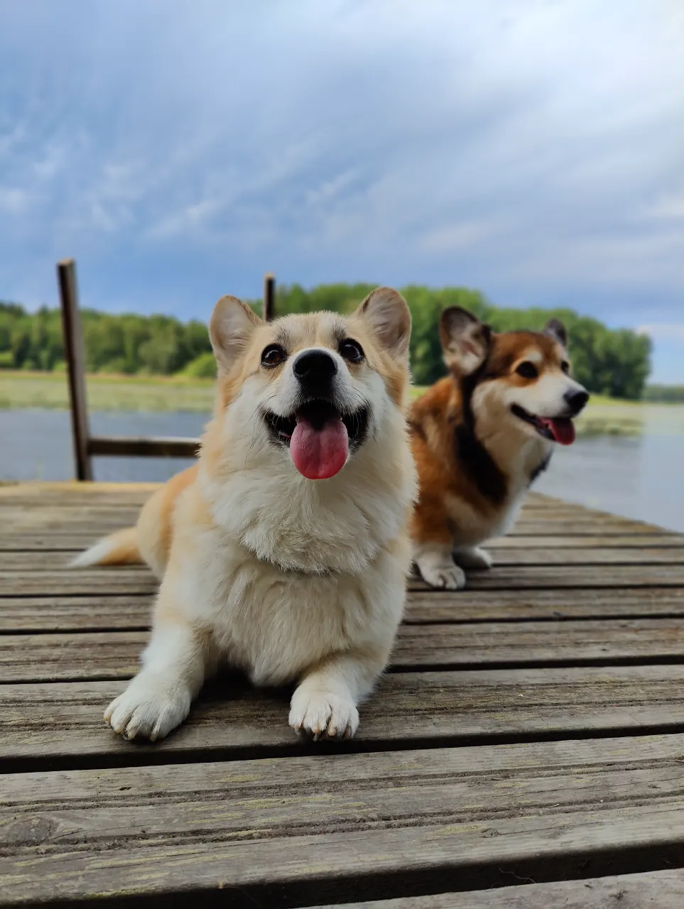 Bitsy ja Sora, Pembroke Welsh Corgi: #koirametsä