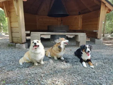 Bitsy ja Sora, Pembroke Welsh Corgi: #koirametsä