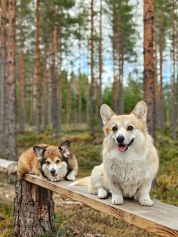 Bitsy ja Sora, Pembroke Welsh Corgi: #koirametsä