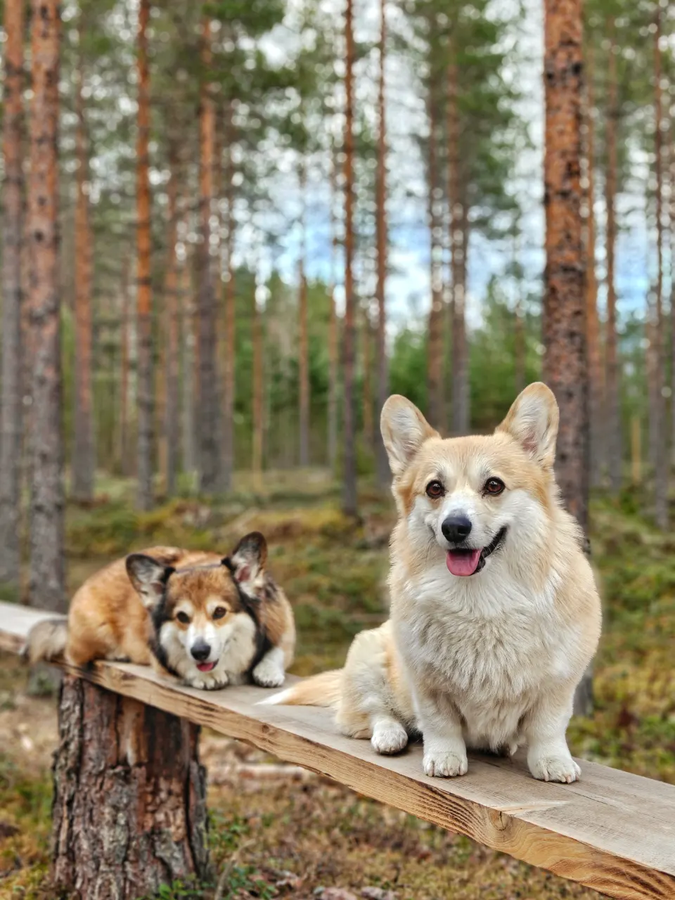 Bitsy ja Sora, Pembroke Welsh Corgi: #koirametsä