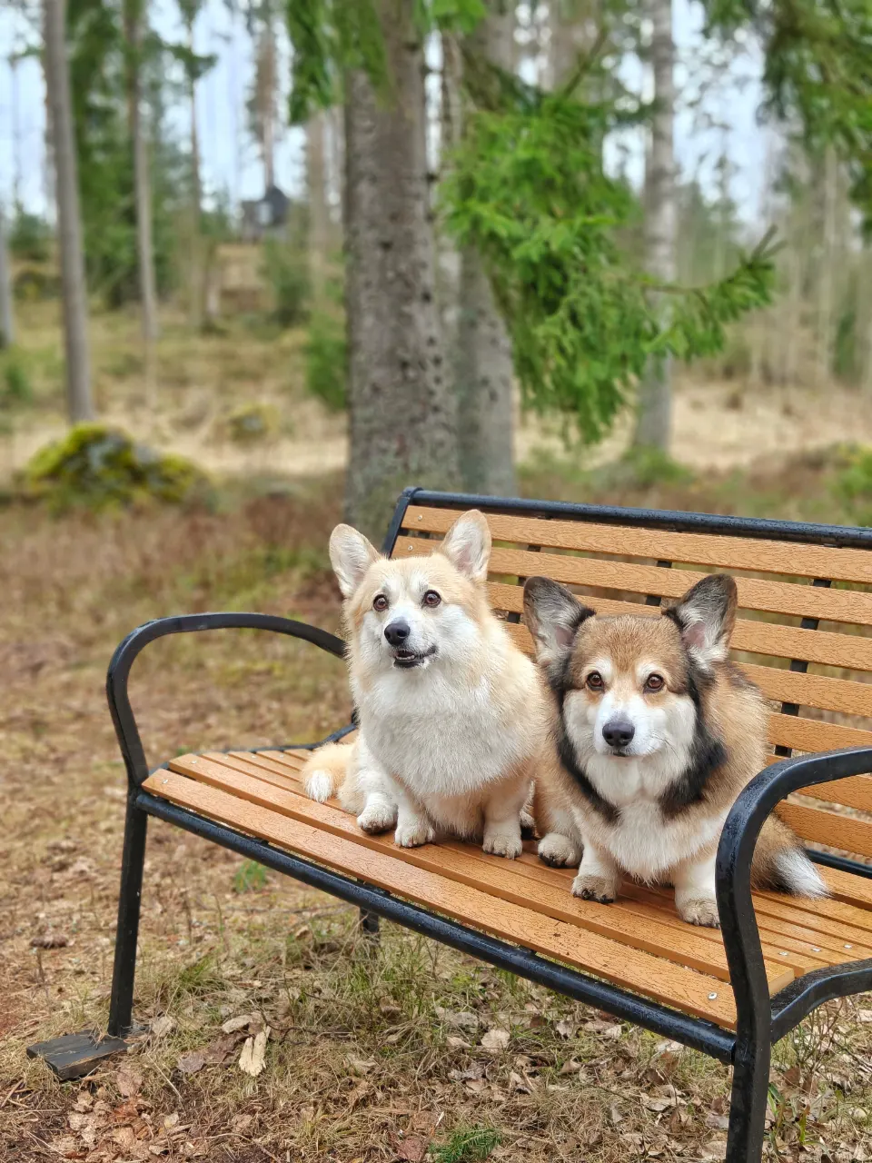 Bitsy ja Sora, Pembroke Welsh Corgi: #koirametsä