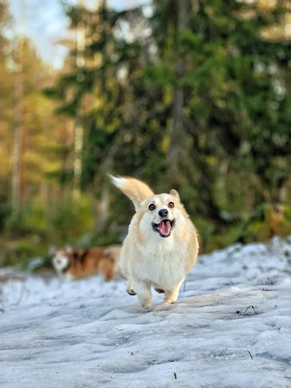 Bitsy ja Sora, Pembroke Welsh Corgi: #koirametsä