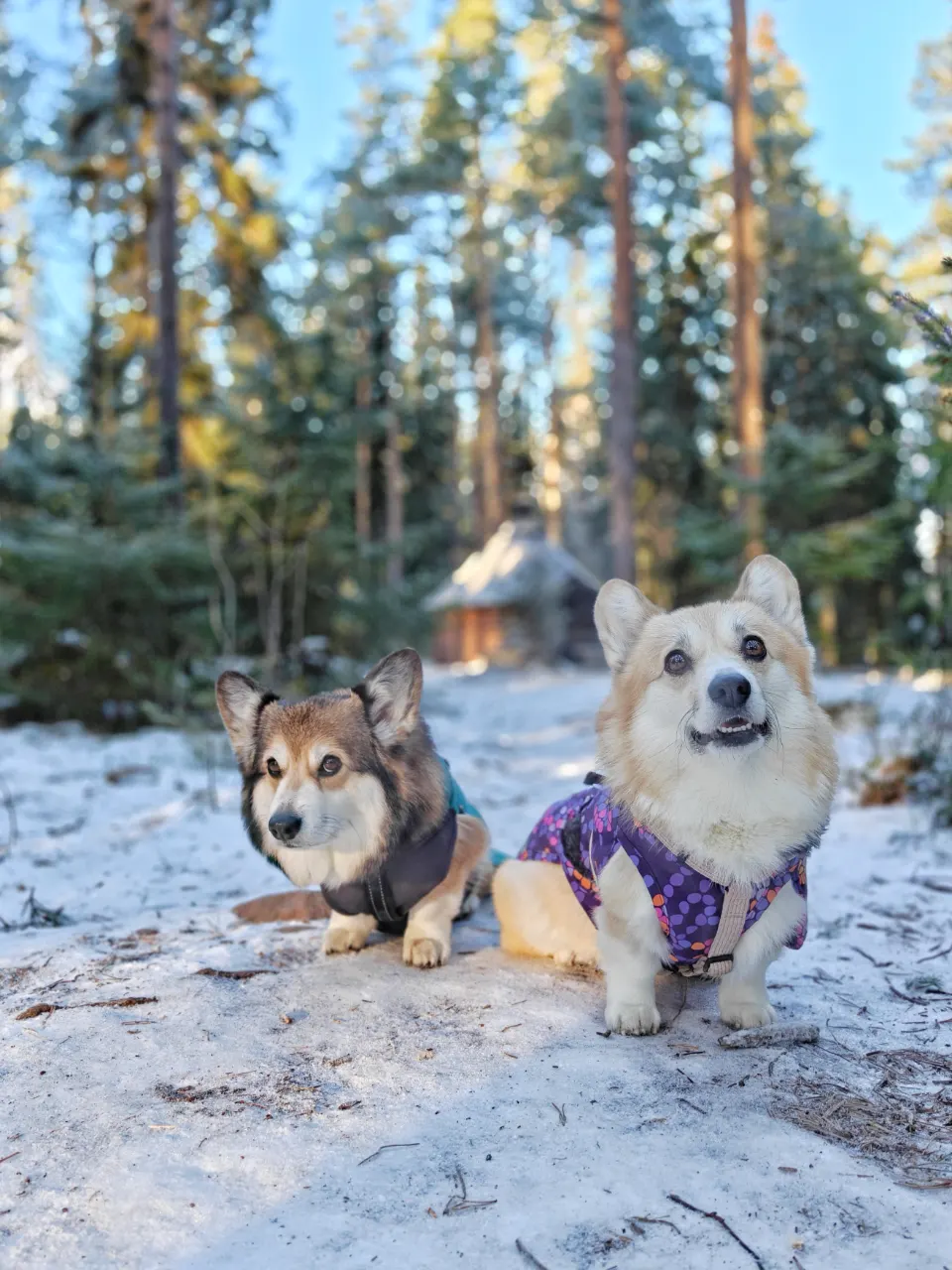 Bitsy ja Sora, Pembroke Welsh Corgi: #koirametsä