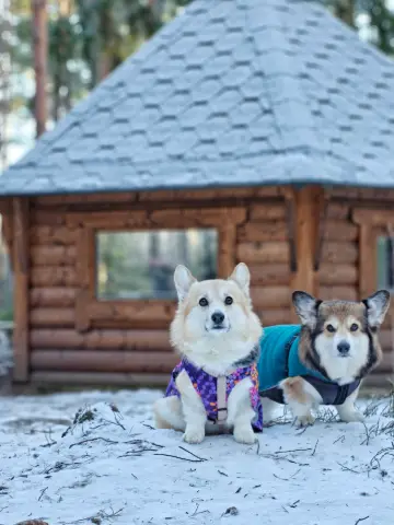 Bitsy ja Sora, Pembroke Welsh Corgi: #koirametsä