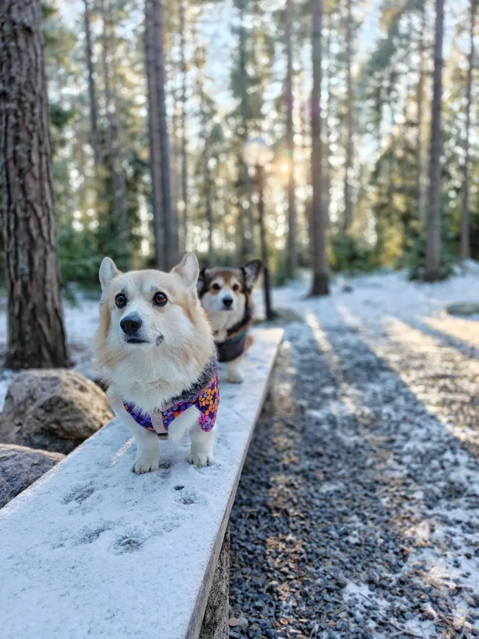 Bitsy ja Sora, Pembroke Welsh Corgi: #koirametsä