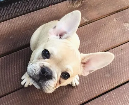 Max, Ranskanbulldoggi
