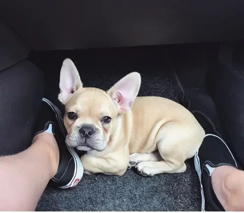 Max, Ranskanbulldoggi
