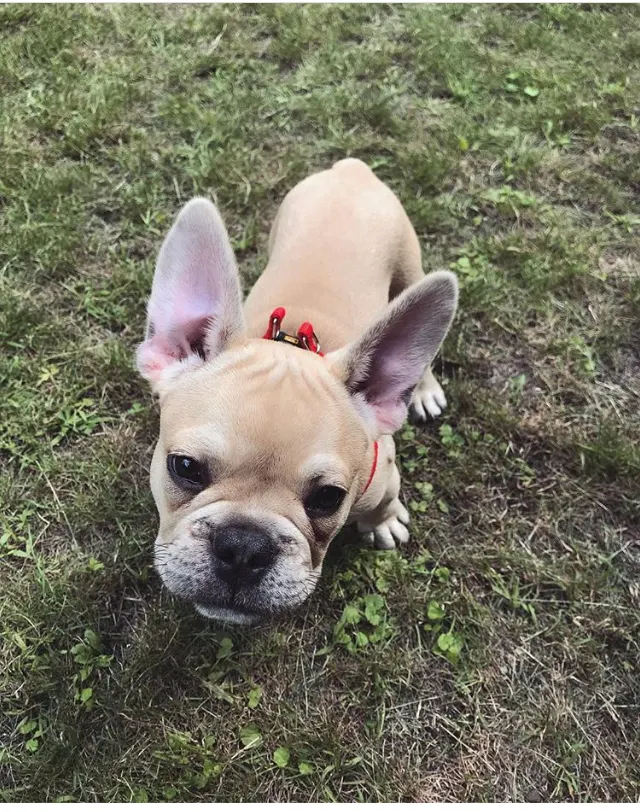 Max, Ranskanbulldoggi: Tässä on Max, aivan ihastuttava ranskanbulldoggipoika, joka etsii nyt omaa, pysyvää perhettään! Max on syntynyt 30. huhtikuuta, joten hän on juuri oikeanikäinen muodostaakseen syvän siteen uuteen perheeseensä. Hän on täydellinen esimerkki rodustaan: leikkisä,