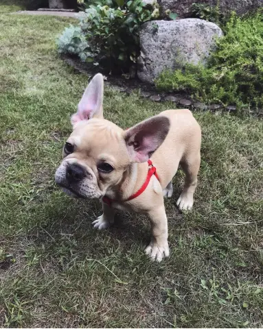 Max, Ranskanbulldoggi: Tässä on Max, aivan ihastuttava ranskanbulldoggipoika, joka etsii nyt omaa, pysyvää perhettään! Max on syntynyt 30. huhtikuuta, joten hän on juuri oikeanikäinen muodostaakseen syvän siteen uuteen perheeseensä. Hän on täydellinen esimerkki rodustaan: leikkisä,