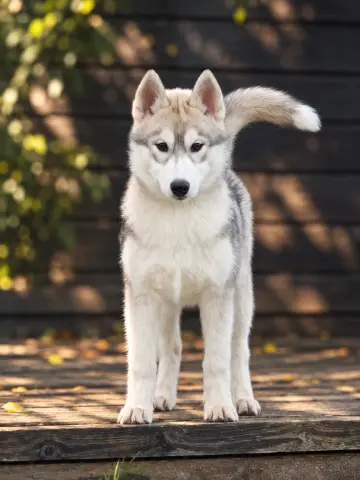 Tea, Siperianhusky: #lenkillä #leikki #treenit #näyttely