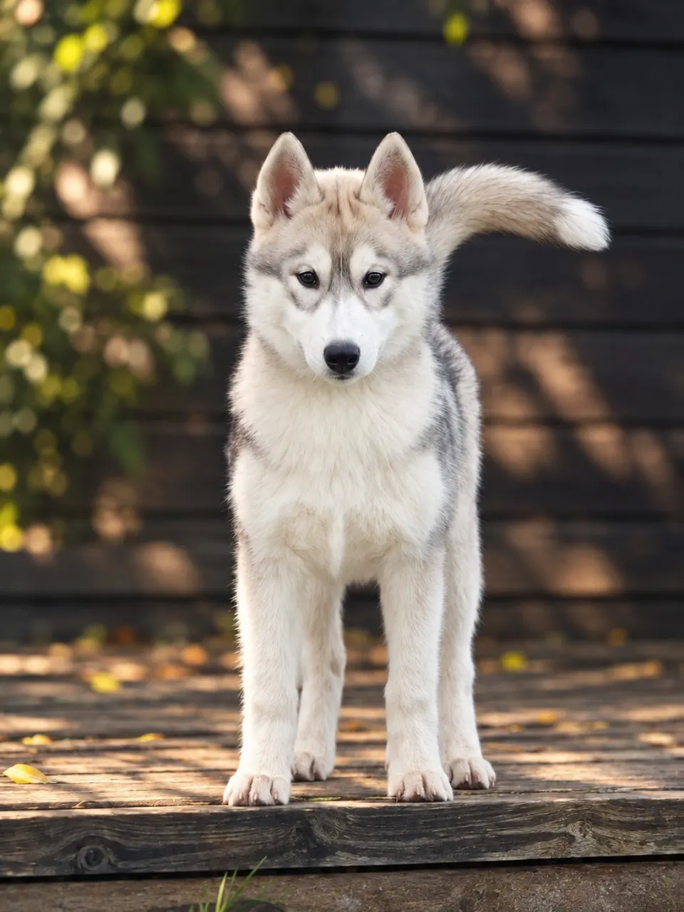 Tea, Siperianhusky: #lenkillä #leikki #treenit #näyttely