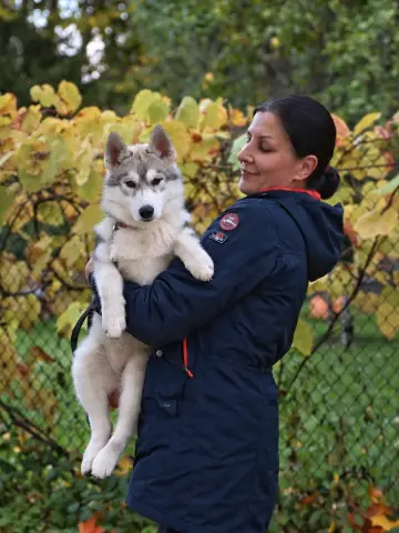 Tea, Siperianhusky: #lenkillä #leikki #treenit #näyttely
