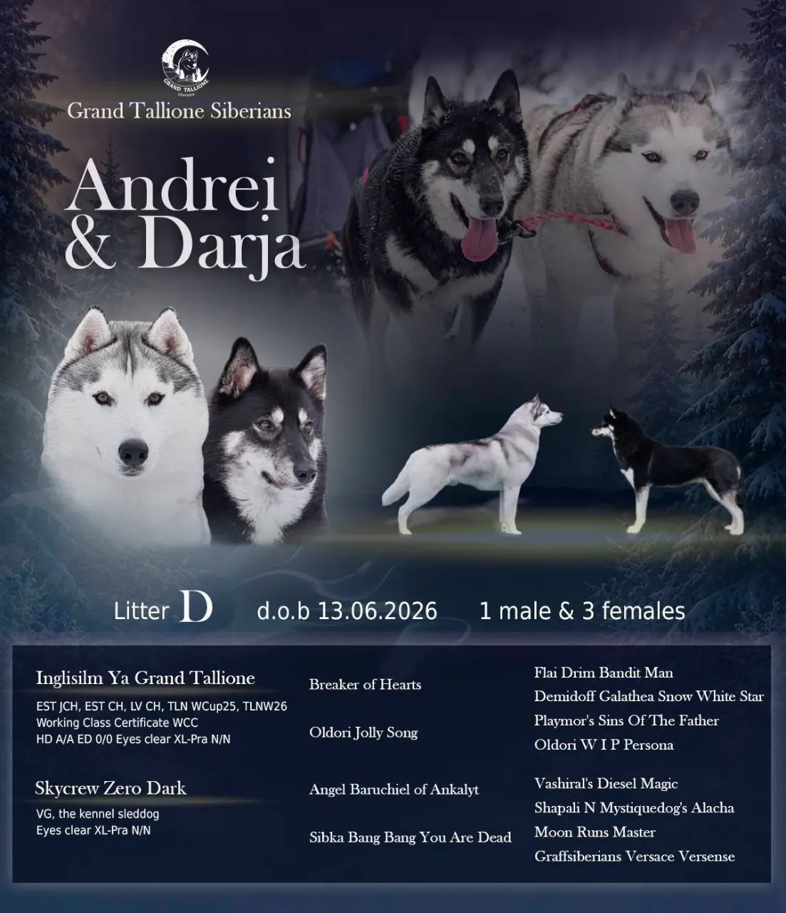 Tea – siperianhusky, narttu myytävänä Helsinki – kuva 4