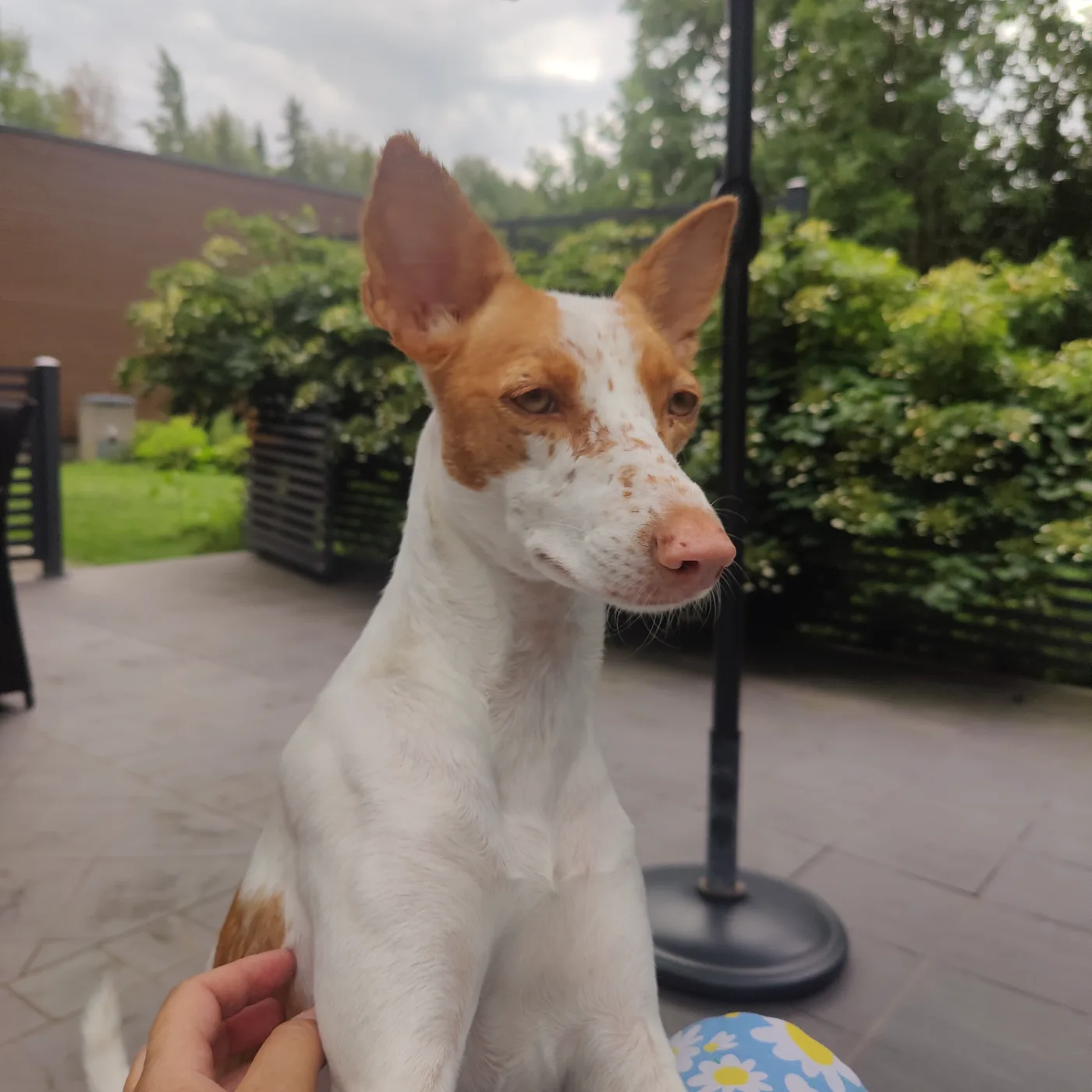 Pipi, Sekarotuinen