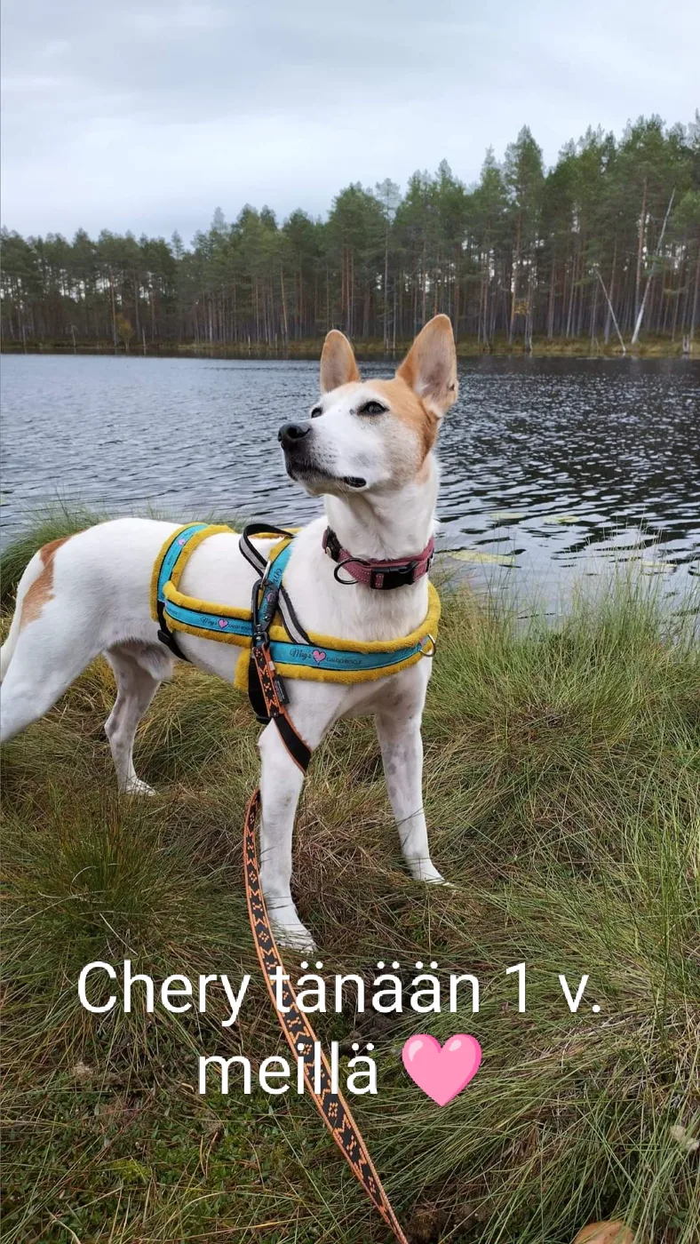 Chery, Sekarotuinen