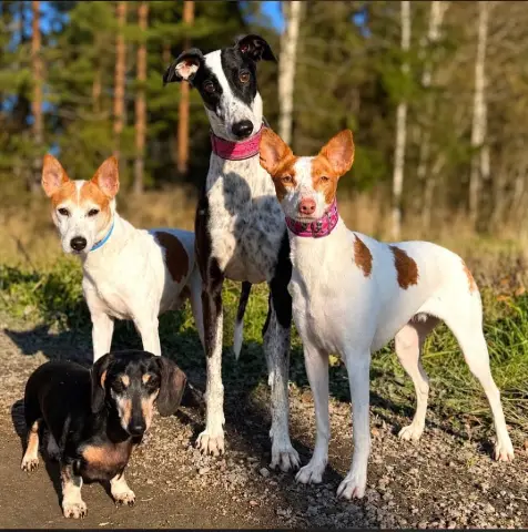 Chery ja Dana ja Heimo ja Pipi, Sekarotuinen: #galgo #podenco #mäyräkoira #syksy
