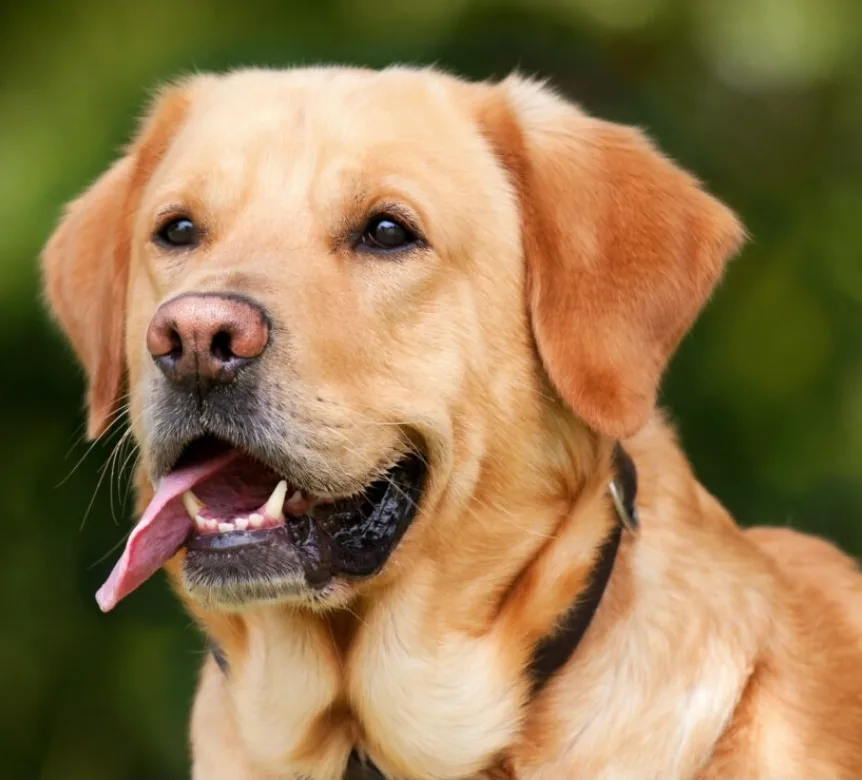 Dino, Labradorinnoutaja