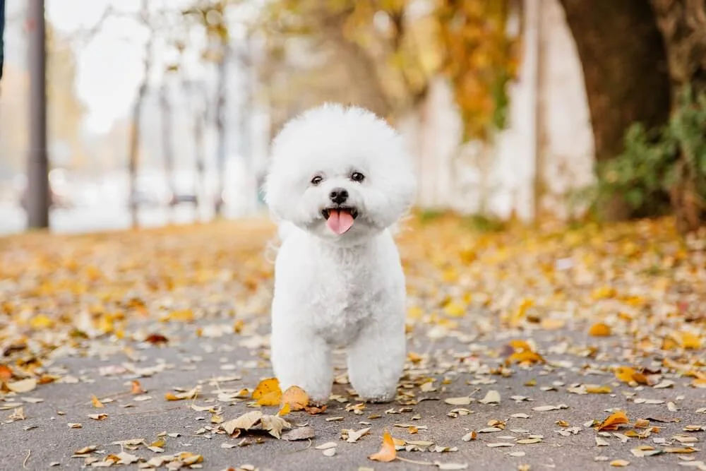 Kurri, Bichon frisé