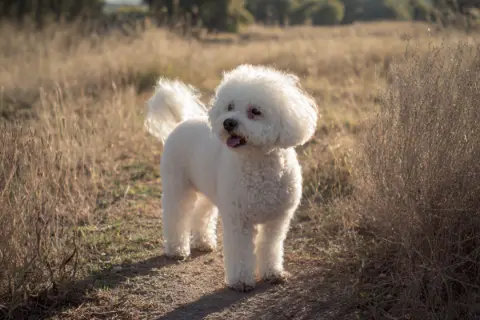 Kurri, Bichon frisé: Kurri tykkää syksystä