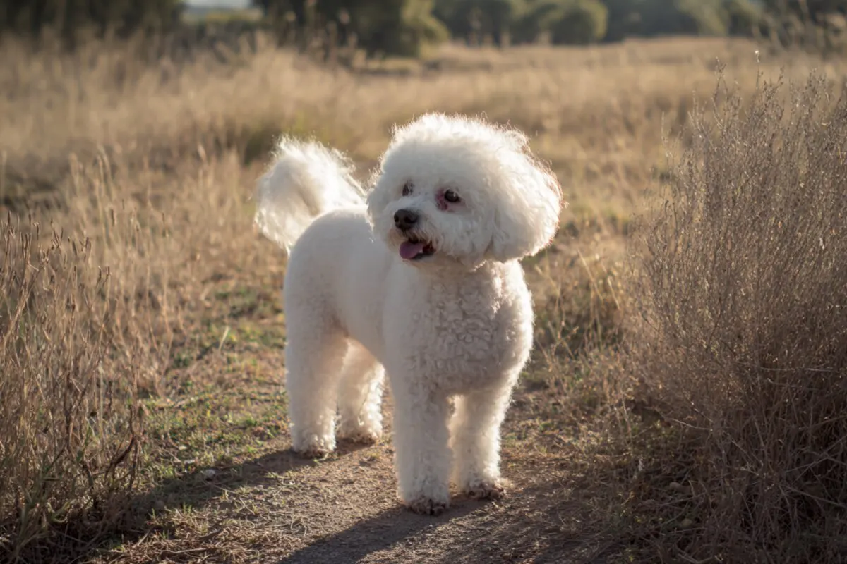Kurri, Bichon frisé: Kurri tykkää syksystä
