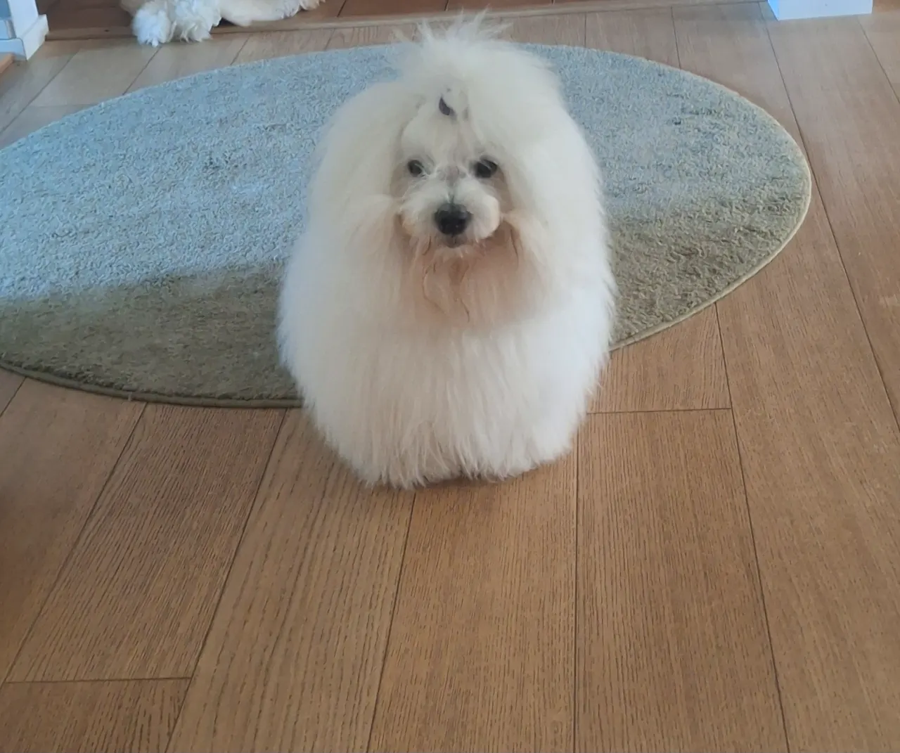 Whiteheart Lane Thor, Coton de Tulear