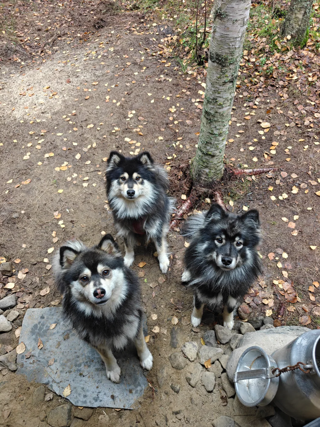 Pörrö, Muru & Hani, Suomenlapinkoira