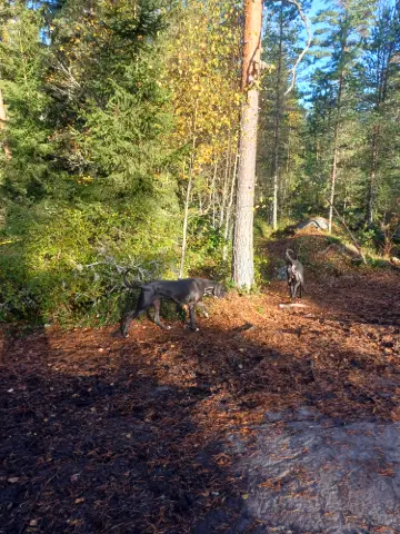 Koira: #koirametsä