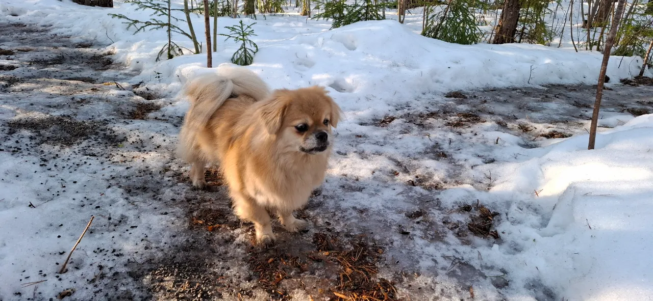 Koira: #koirametsä