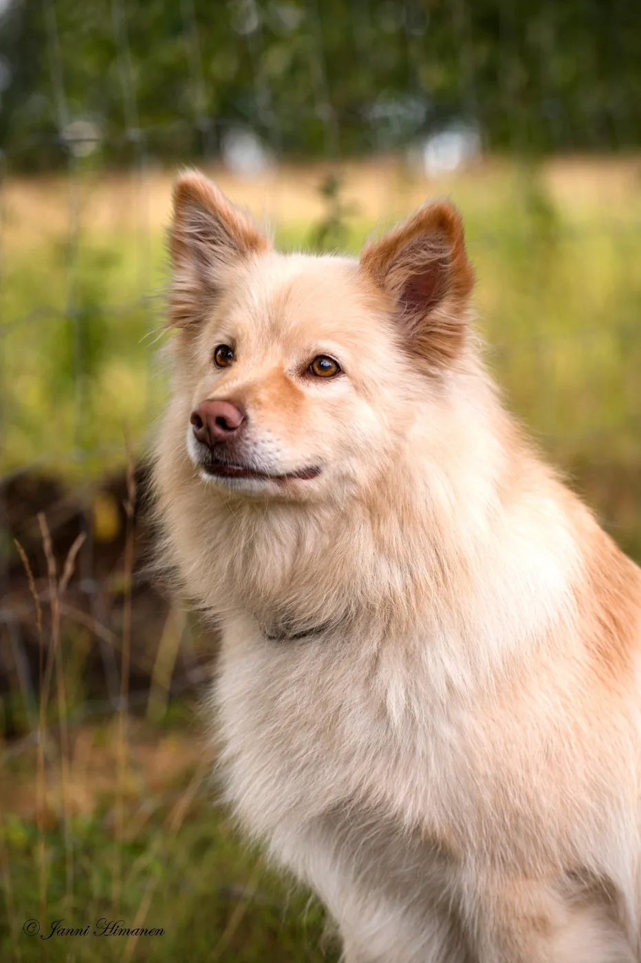 Nilla