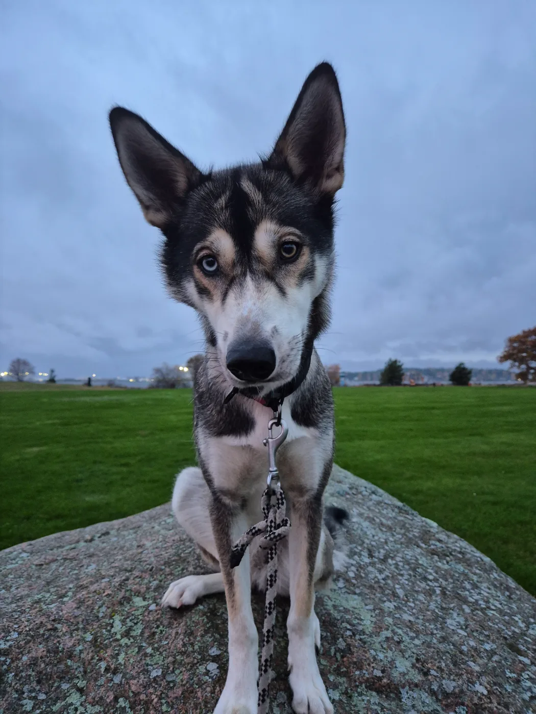 Freya, Sekarotuinen