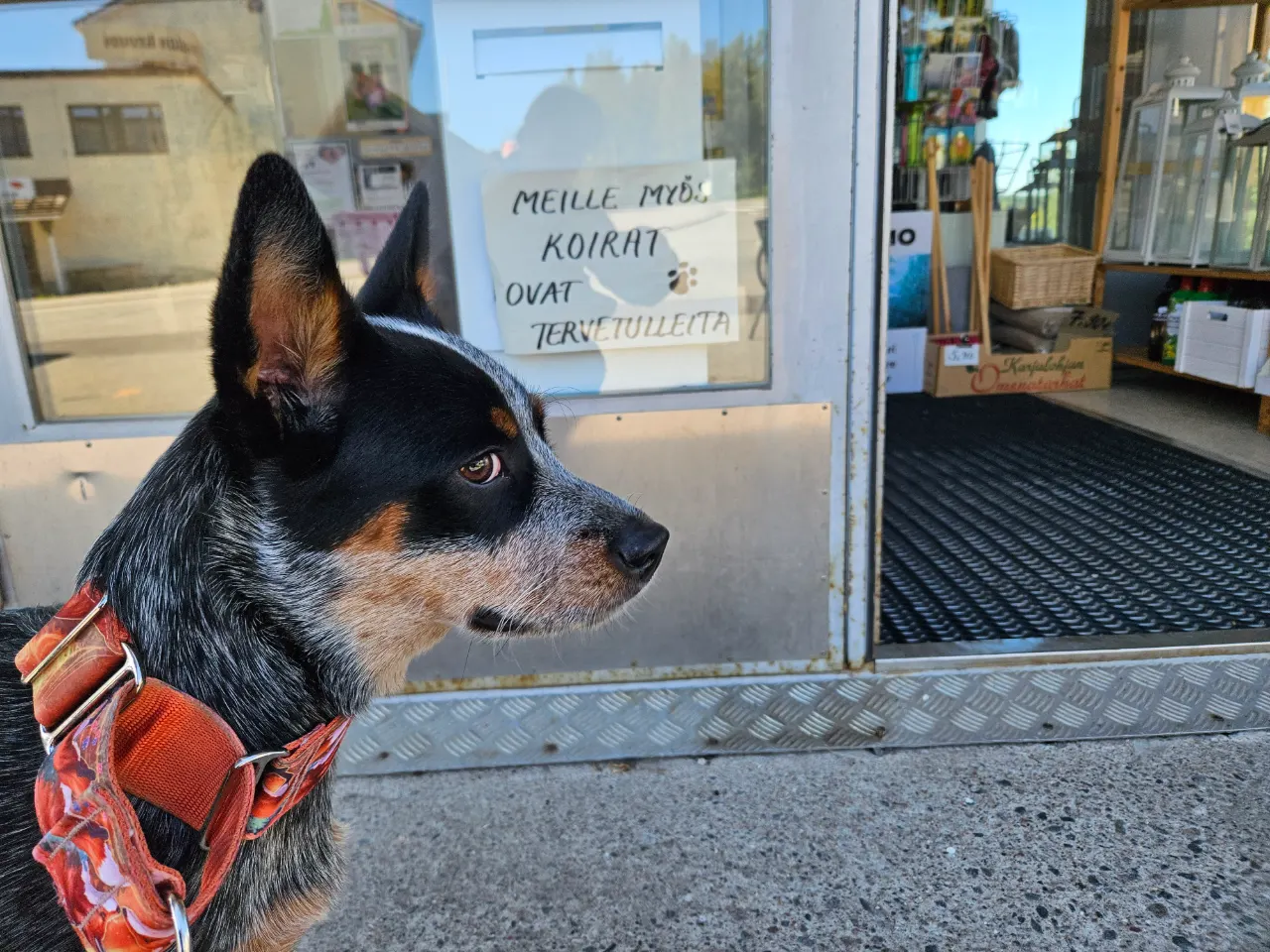 Piika, Australiankarjakoira: #koirakahvila