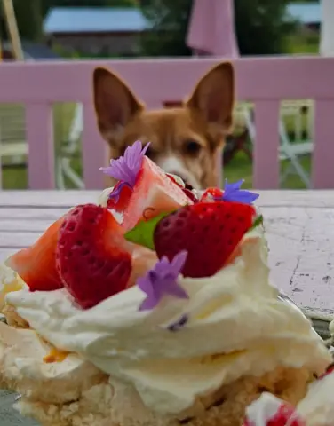 Bono ja Piika, Australiankarjakoira: Kesäisin auki oleva kakkukahvila, josta saa myös loistavaa pizzaa. #koirakahvila