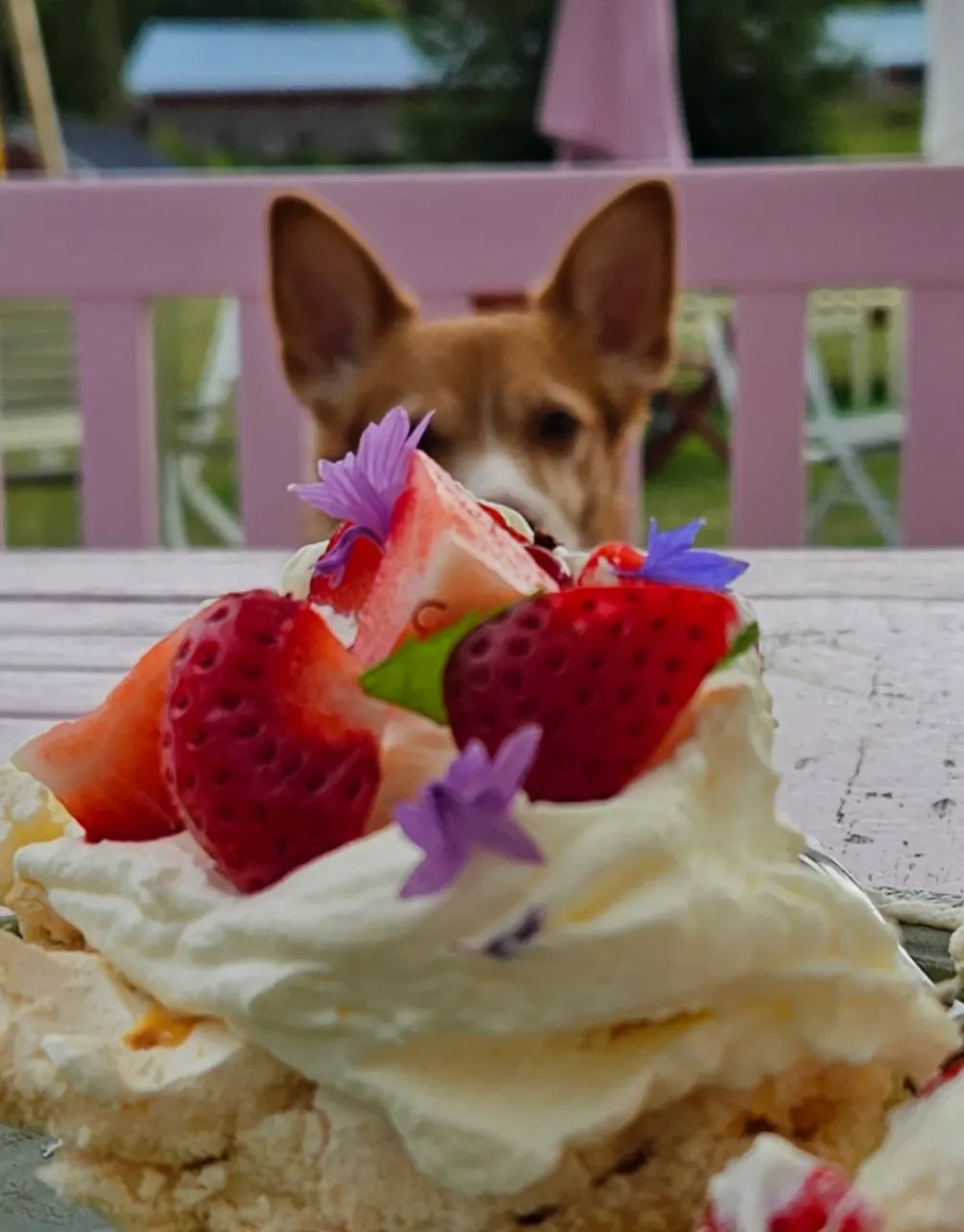 Bono ja Piika, Australiankarjakoira: Kesäisin auki oleva kakkukahvila, josta saa myös loistavaa pizzaa. #koirakahvila