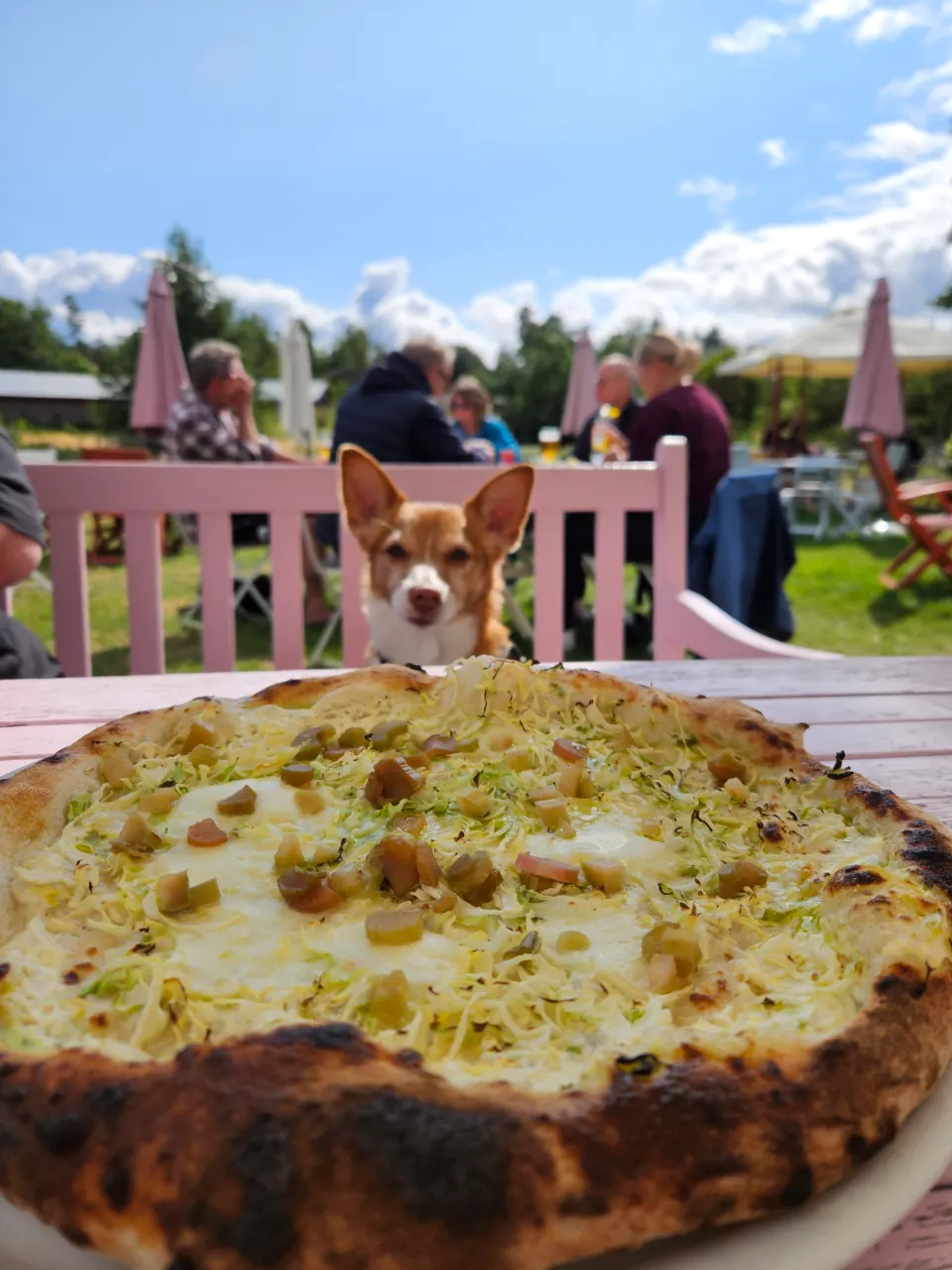 Bono ja Piika, Australiankarjakoira: Kesäisin auki oleva kakkukahvila, josta saa myös loistavaa pizzaa. #koirakahvila