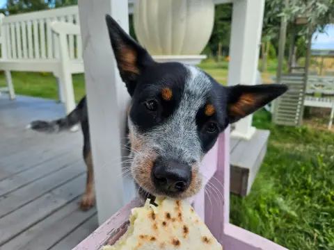Bono ja Piika, Australiankarjakoira: Kesäisin auki oleva kakkukahvila, josta saa myös loistavaa pizzaa. #koirakahvila