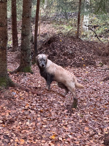 Melker, Kultainennoutaja: Hagabergs hundskog #koirametsä
