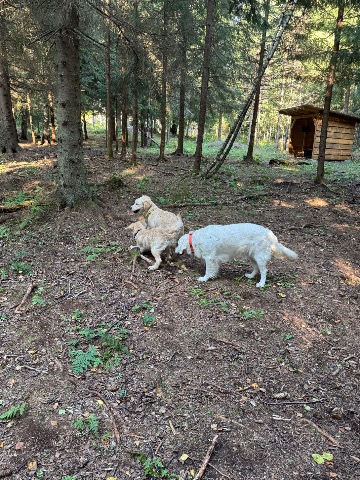 Melker, Kultainennoutaja: Hagabergs hundskog #koirametsä