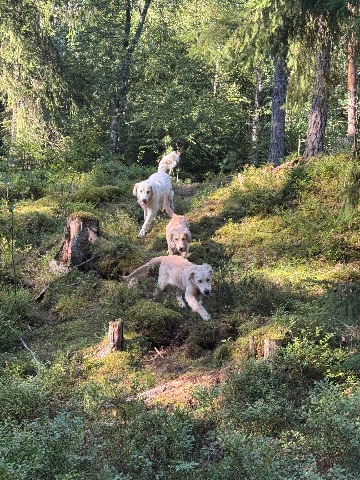 Melker, Kultainennoutaja: Hagabergs hundskog #koirametsä