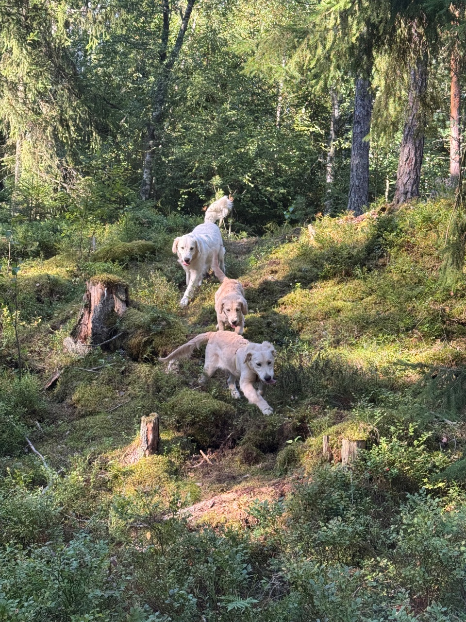 Melker, Kultainennoutaja: Hagabergs hundskog #koirametsä