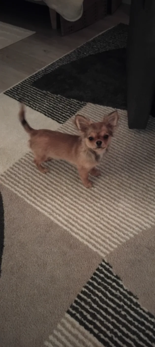 Papu, Chihuhu uros